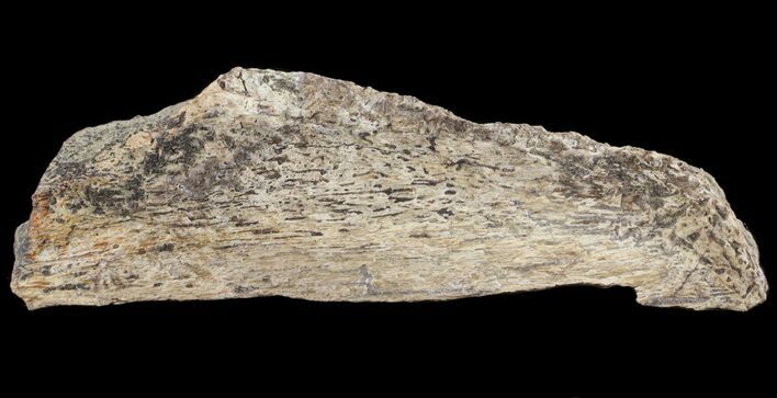 Mosasaur Bone Section - Montana #71274